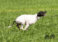 Pedigree ANUBIS DEL SARGIADAE Pedigree ANUBIS DEL SARGIADAE